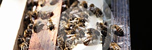 Many insects bees sitting on wooden frame beehive closeup
