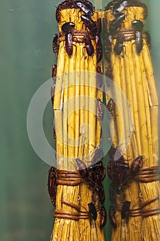 Many insects of cockroaches on a broom