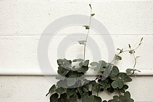 Ivy Gourds slither on the white concrete wall,Coccinia grandis. photo