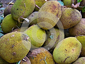 Many jackfruit at a wholesale vegetable market
