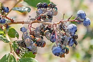 Many Japanese beetles Popillia japonica on blueberries in Piemont, Italy