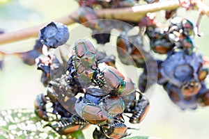 Many Japanese beetles Popillia japonica on blueberries in Piemont, Italy