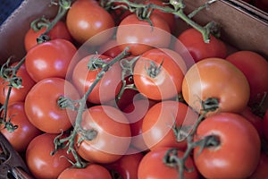 Many juicy red ripe tomatoes