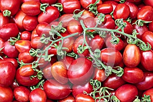 Many of juicy ripe red tomatoes