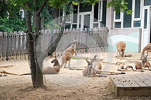 Many kangaroo are take a rest