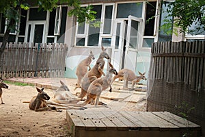 Many kangaroos are watching something