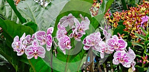 Many kind of orchid flowers at the Botanic Gardens in Singapore