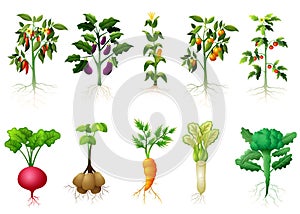 Many kind plant of vegetables with roots illustration