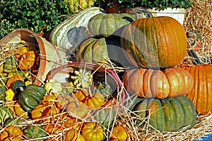 Many kinds of pumpkins and squashes