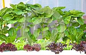 Many kinds of soilless or hydroponic