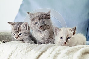 Many kittens. Beautiful fluffy 3 kittens lay on white blanket against a blue background. Gray white and tabby kitten. Different