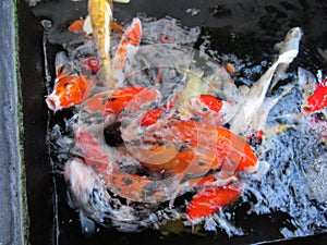 Many Koi Fish So Colourfull
