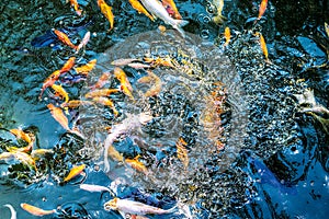 Many Koi fish (Latin Cyprinus rubrofuscus) splash in a fresh pond creating waves and ribbing on the surface of the water