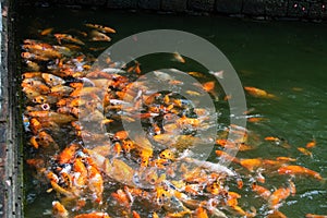 Many koi fish in a pond, Vietnam