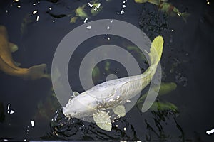 Many koi fish swim in the pond.