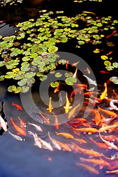 Many Koi in lotus pond