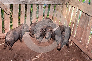 Many Kurobuta Pork or Black Hog, were raised in a wooden pen