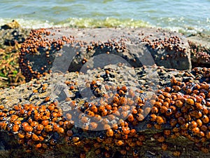 Many ladybugs on the Azov sea in russia. A lot of insects bask on the stone near the sea. Invasion of ladybirds.