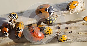 Many ladybugs on a branch photo