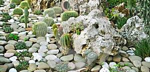 Many large cacti in the greenhouse