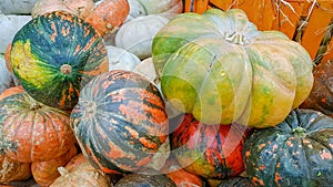 Many large orange pumpkins lie in the straw. Autumn street decoration. Autumn harvest of pumpkins prepared for the holiday.
