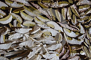 Many large porcini mushrooms dry near the fire in the old wooden house of shepherds in mountains photo