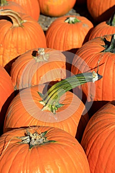 Many large pumpkins up for sale at the farm