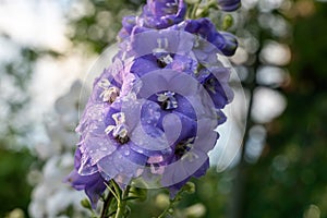 Many large purple delphinium flowers on one stem.