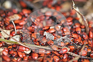 Many large and small, old and young fire bugs, Pyrrhocoridae
