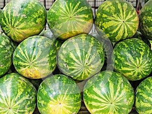 Many large sweet green watermelons lying in a row