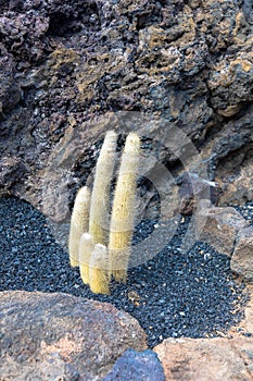 Cactus in Canary Islands. photo