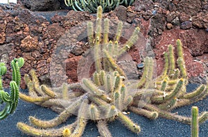 Cactus in Canary Islands. photo