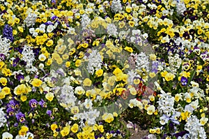 Many large white Hyacinth or Hyacinthus flowers in full bloom and small blue, yellow and red pansies in a garden in a sunny spring