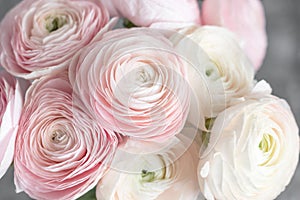 Many layered petals. Persian buttercup. Bunch pale pink ranunculus flowers light background. Wallpaper, Horizontal photo