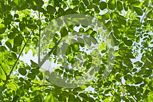 Many Leaves And Branches Of The Moringa Tree