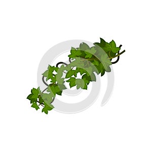 Many leaves on the vine closeup. Vector illustration on white background.