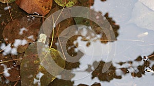 Many leaves in water with reflection.