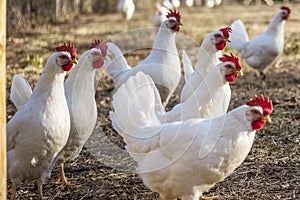 Many Leghorn chicken in a free range farming photo