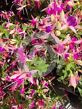 Many light and dark purple flowers.