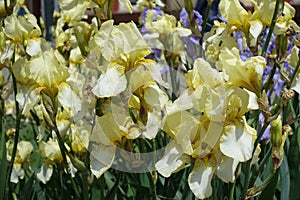 Many light yellow flowers of Iris germanica in May