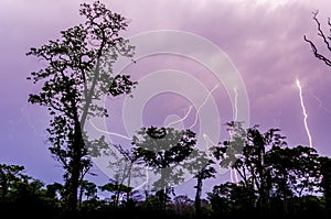 Many lightning strikes during dramatic thunderstorm with rain forest tree silhouettes in foreground, Cameroon, Africa