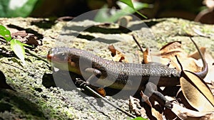 Many-lined or Common Sun Skink Eutropis multifasciata in Forest