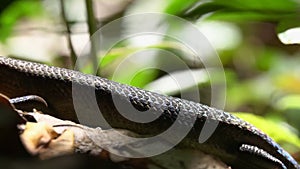 Many-lined or Common Sun Skink Eutropis multifasciata in Forest