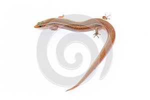 Many-lined Sun Skink (Common Slender Skink , Common Slender Skin