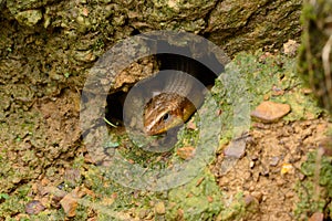 Many-lined Sun Skink (Mabuya multifasciata)