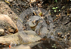 Many-lined Sun Skink (Mabuya multifasciata)