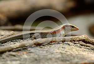 Many-lined Sun Skink (Mabuya multifasciata)