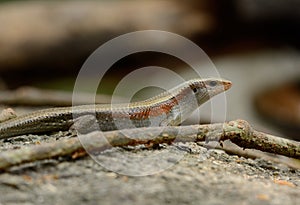 Many-lined Sun Skink (Mabuya multifasciata)