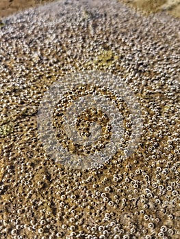 Many little bubbles at low tide