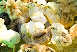 Many little chicken farm